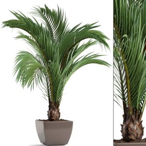 Decorative Palm Tree In A Pot For The Interior