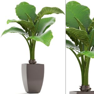 Alocasia In A Flower Pot For Decoration