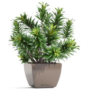 Dracaena Bush In A Flower Pot For Decoration