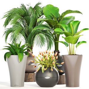 Collection Plants In A Flower Pot For Decoration