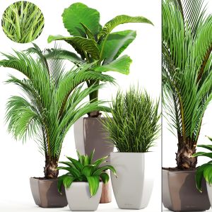 Collection Plants In A Flower Pot For Decoration