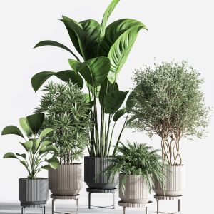 Indoorplantset24