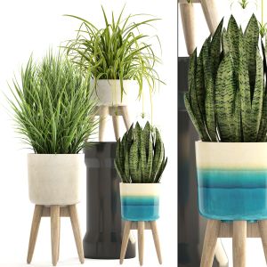 Collection Plants In A Flower Pot For Decoration