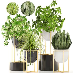 Plants In A Luxury Flower Pot For Decoration