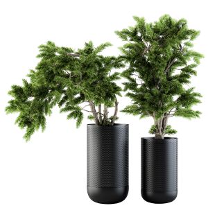 Bonsai Pine Bouquet - Set 20