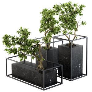 Bonsai Benjamin Indoor Plants - Set 101