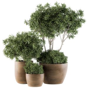 Outdoor Plants Tree In Concrete Pot - Set 111