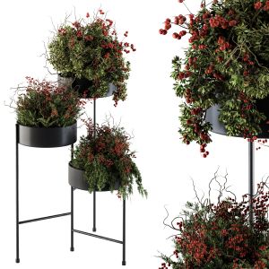 Indoor Plant Set 103 - Black Stand