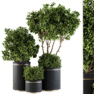 Indoor Plant Set 105 - Black And Gold