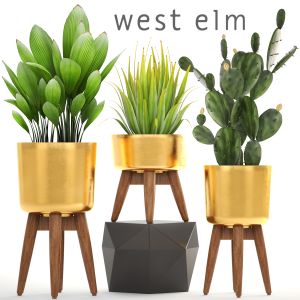 Collection Plantsin A Luxury Flower Pot For Decor