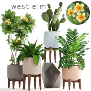 Set Of Plants In A Flower Pot For Decoration