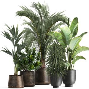 Exotic Plants In A Metal Flowerpot, Palm, Banana