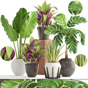 Collection Plants In A Flower Pot For Decoration