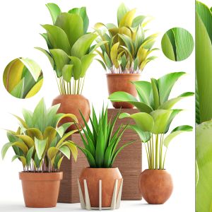 Collection Plants In A Flower Pot For Decoration