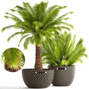 Palms Phoenix Roebelenii Rattan In A Basket