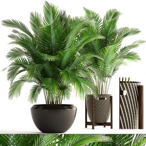 Collection Of Plants Areca Palm