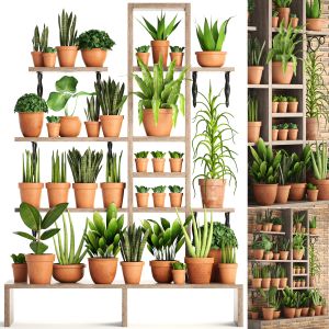 Flower Shelf With Plants In Clay Pots