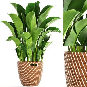 Banana Palm In A Rattan Flower Basket