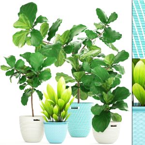 Ficus Plant Collection In A Rattan Flower Basket