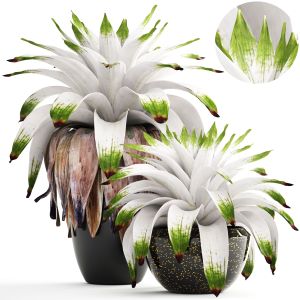 Exotic Plants Bromelia In A Flower Pot For Decor