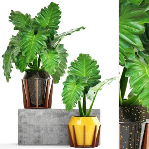 Tropical Plant In A Flower Pot For Decoration