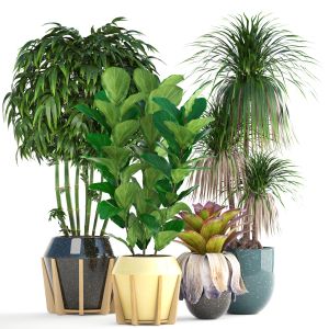 Tropical Plantsin A Flower Pot For Decoration