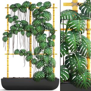 Monstera Vertical Garden