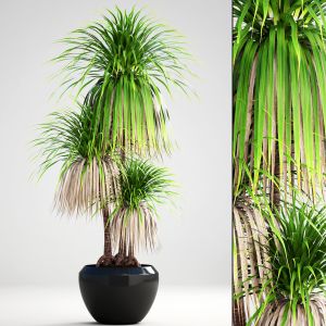 Dracaena Palm In A Flower Pot For Decoration