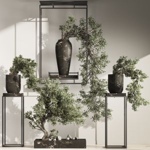 Bonsai And Indoor Plant Set 38