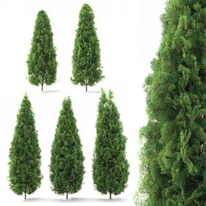 Thuja