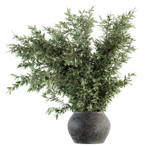 Indoor Plant Set 111 - Black Pot