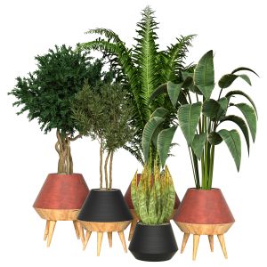 Indoor_plant_vol_38