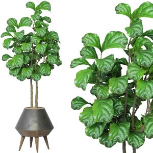 Ficus_lyrata