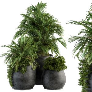 Indoor Plant Set 113 - Black Pot