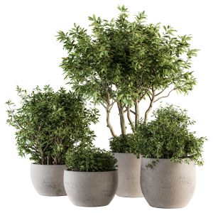 Outdoor Plants Tree In Concrete Pot - Set 128