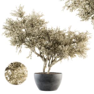 Outdoor Plants Tree In Concrete Pot - Set 135