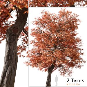 Set Of Quercus Coccinea Tree ( Scarlet Oak )