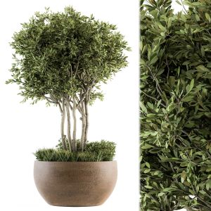 Outdoor Plants Tree In Concrete Pot - Set 135