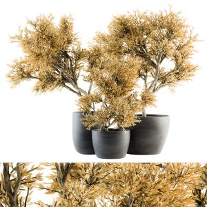 Outdoor Plants Yellow Tree In Concrete Pot-Set139