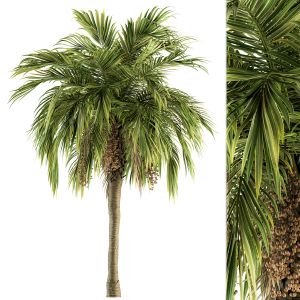 Tree Green Palm With Fruit - Set 34