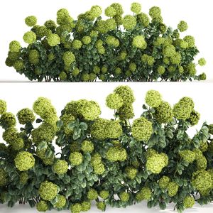 Green Hydrangea Bushes For Garden Landscaping