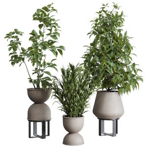 Indoor Plant Set 344 Ficus Palm Concrete Dirty Vas