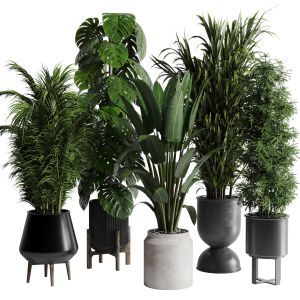 Indoor Plant Set 345 Ravenala Bamboo Monstera Palm