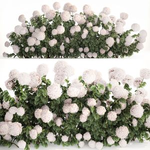 White Hydrangea Bushes For Garden Landscaping