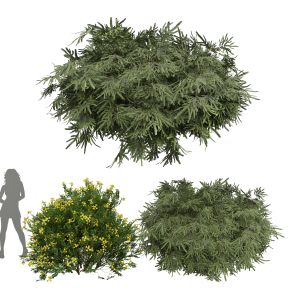 Coronilla Valentina Glauca Golden Globe Dwarfthuja