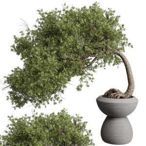 Bonsai Trees In An Old Concrete Vase Outdoor Plant