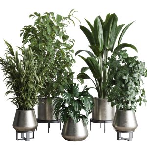 Indoor Plant Set 348 Plant Ficus Rubbery Monstera