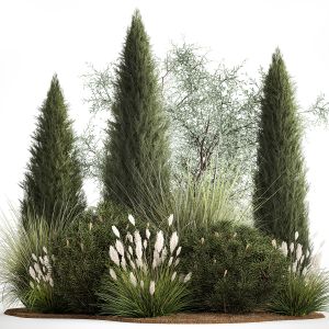 Trees And Bushes For The Garden Spruce, Thuja