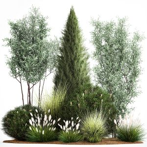 Trees And Bushes For The Garden Spruce, Thuja