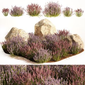 Alpine Slide With Lavender Bushes, Sage And Stones